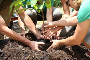 Several people working together to plant a young tree in soil, carefully positioning the root ball and surrounding it with dirt.