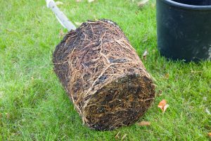 A tree removed from its container showing dense circling roots, placed on grass next to an empty pot