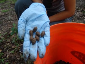 manure pellets in hand with glove on