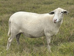 katahdin sheep standing in pasture