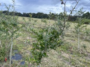 leaves on yaupon holly tree