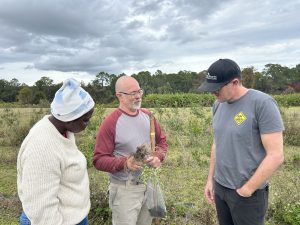 two men and one woman in the field looking at the root zone of a stunted yaupon tree