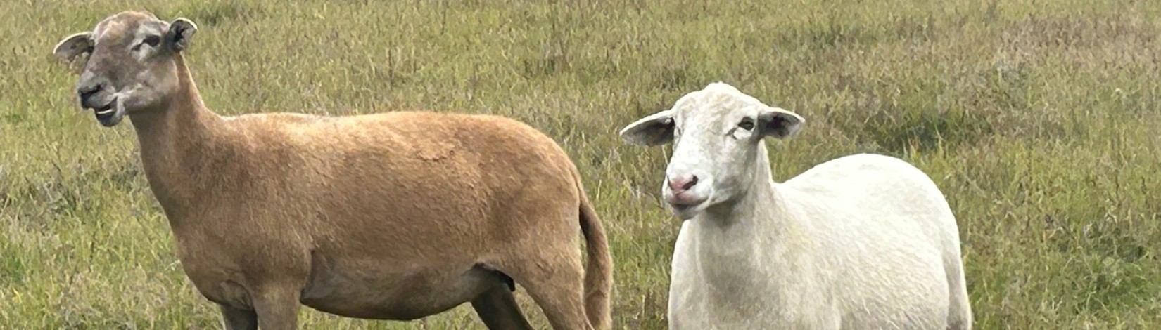 two sheep standing in pasture