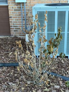 Hibiscus shrub with severe cold damage, showing brown, dried leaves and mostly bare stems near an outdoor AC unit.