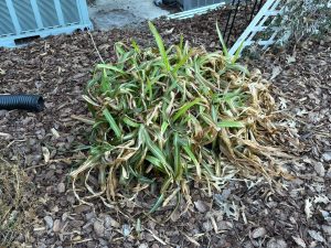 Crinum lilies with cold-damaged, wilted leaves forming a collapsed mound that still protects the bulbs.