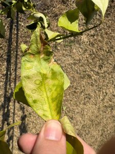 Citrus leaf showing cold damage with pale yellowing, brown patches, and wilted edges.