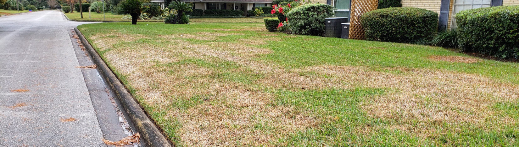large patch dieases in St. Augustinegrass, gainesville FL.