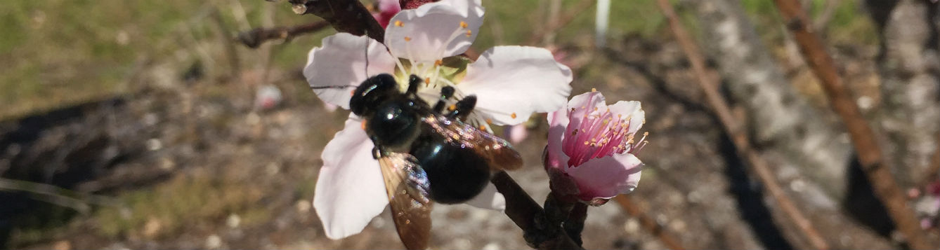 Bee on peach blossom