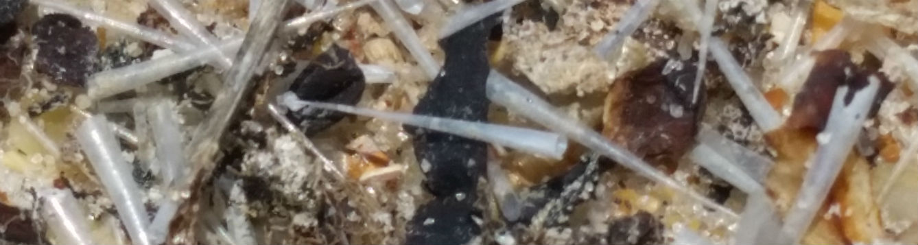 White tapered conical shells of planktonic pteropods lying on beach sand