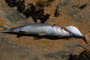 Two dead fish lying on a beach