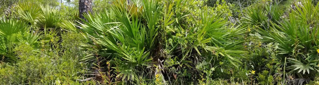 saw palmetto bush with fan-like leaves