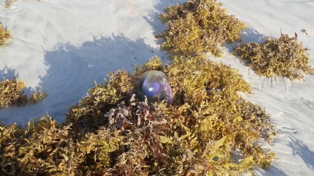 A Portuguese man-o-war in some Sargassum seaweed on a beach