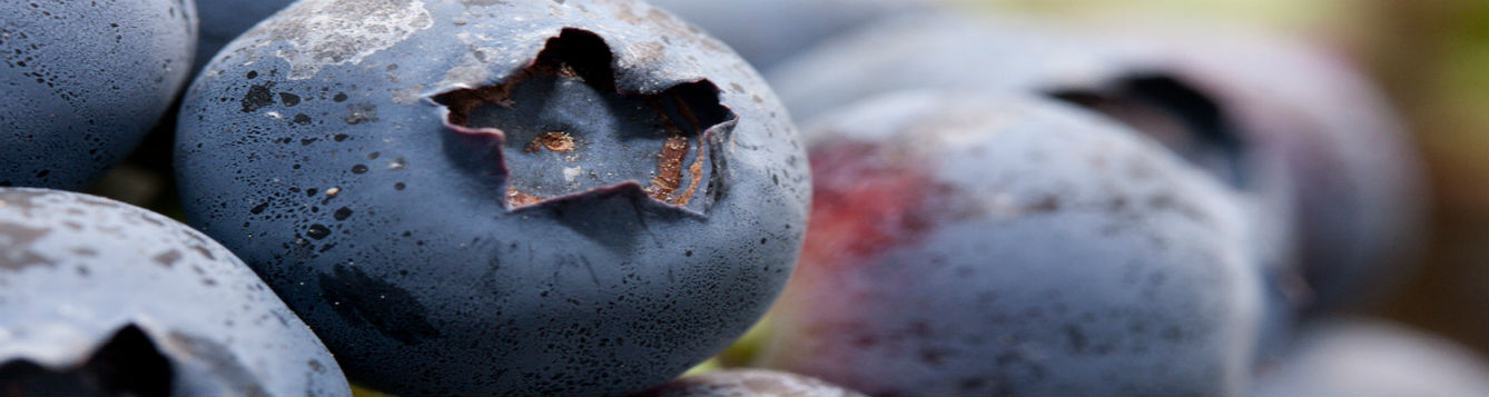 Blueberries