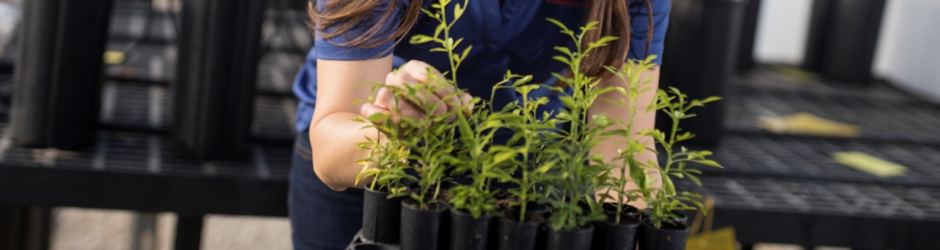 Person working with plant cuttings