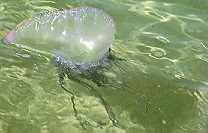 A man-o-war looks like an inflated plastic bag with purple tentacles that dangle into the water