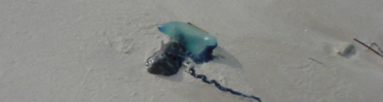 a Portuguese man-o-war washed up on a beach