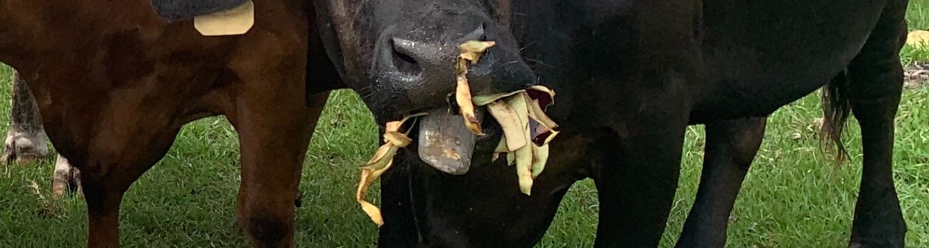 cow mouth filled with eggplant peels
