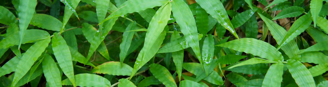 photo of basketgrass