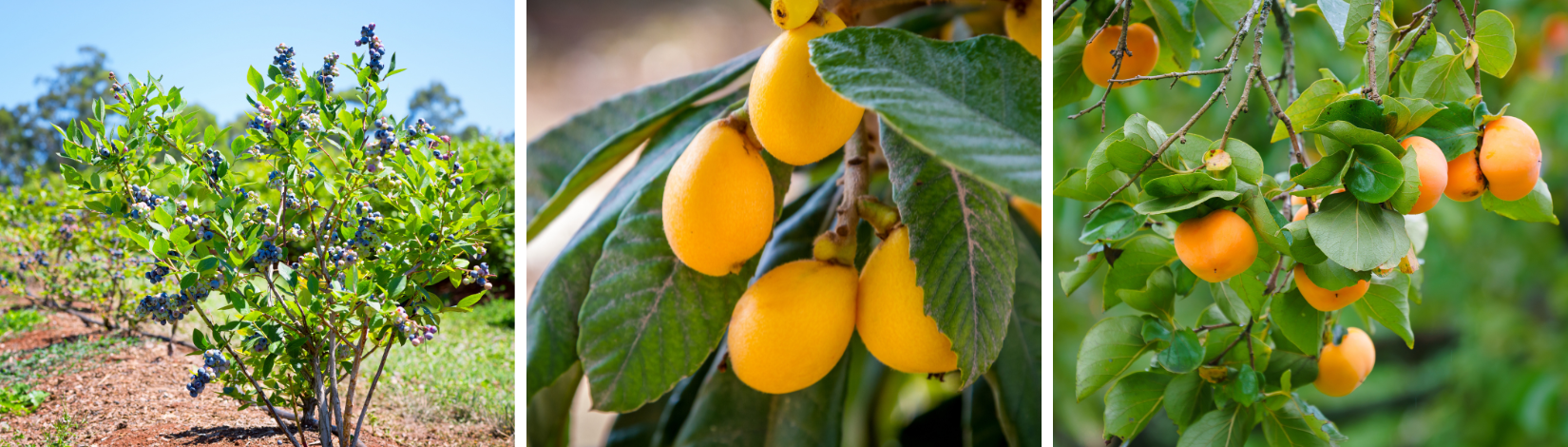 Pictures of 3 fruit plants including Blueberry, Loquat, and Persimmon.