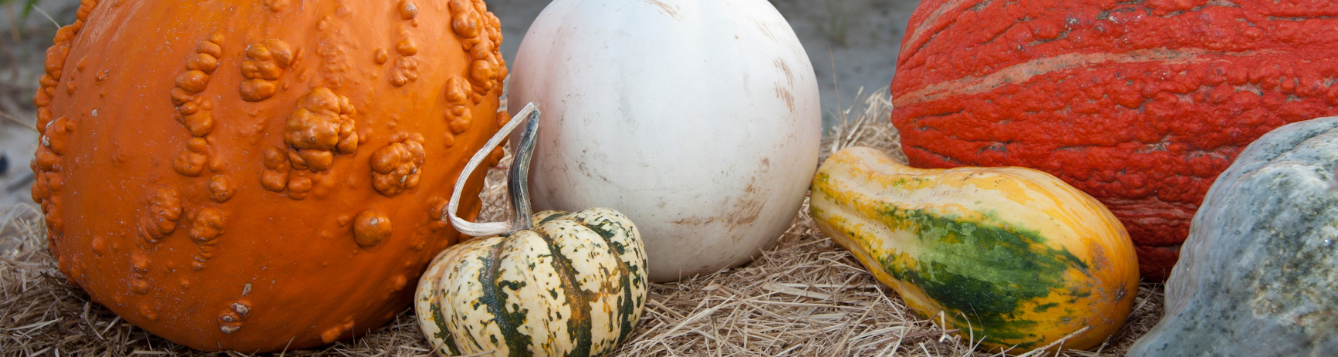 Various pumpkins