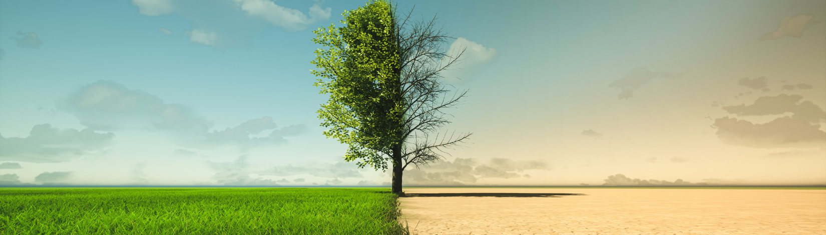 Tree with green foliage on left and dead branches on right, dividing lush and barren field.