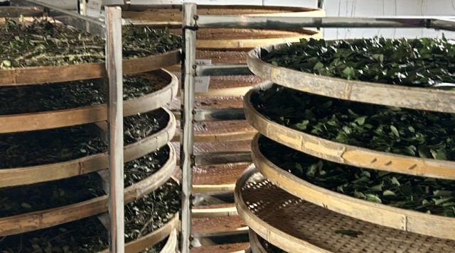 Yaupon Holly:  America’s Native Tea Plant