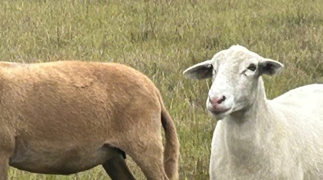 two sheep standing in pasture