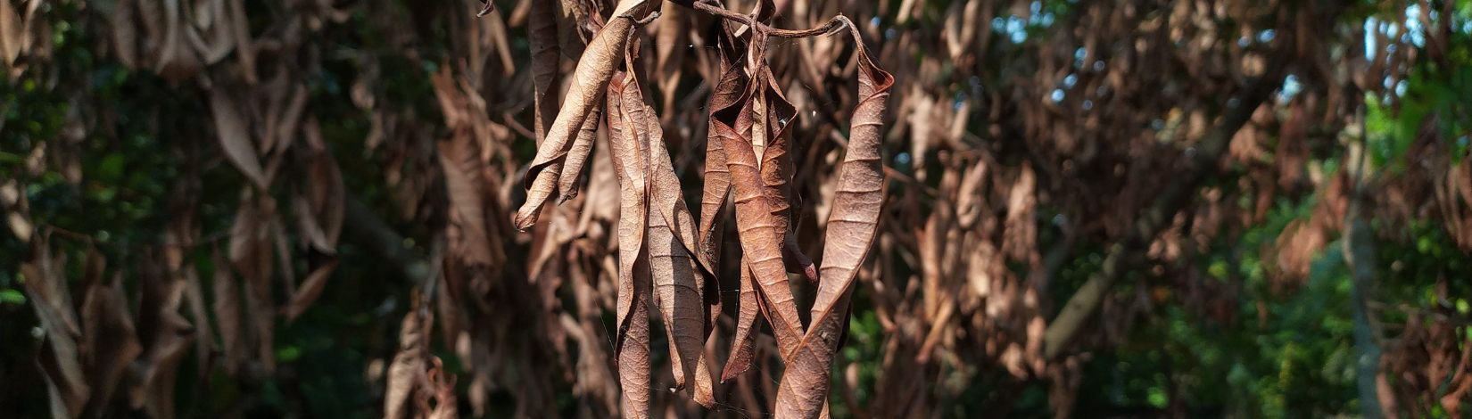 Beyond Bugs: Two Hidden Causes of Tree Decline