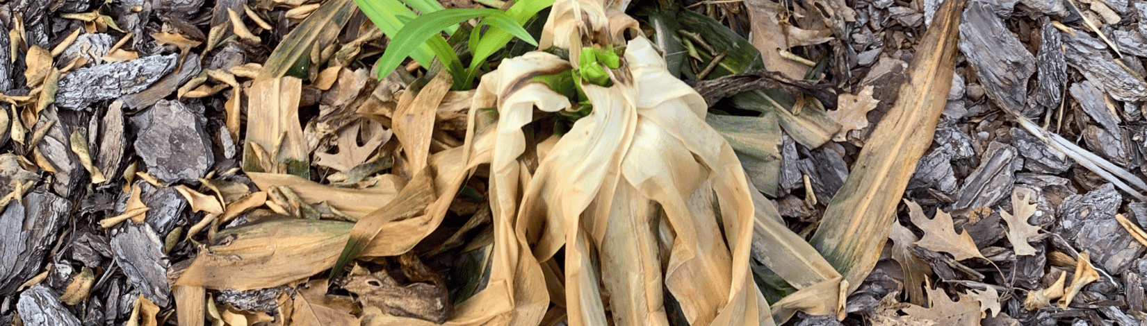 What to Do After a Freeze Practical Steps for Plant Care