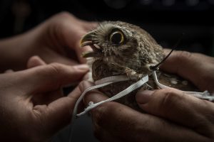 closeup of owl being fitted with a backpack