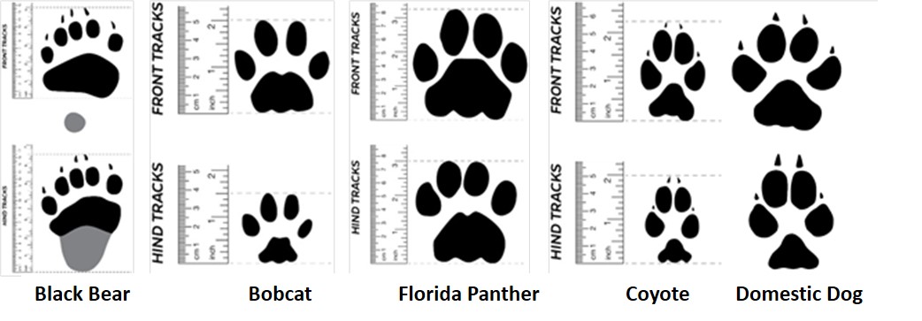 Livestock Predation: Identifying the culprits - UF/IFAS Range Cattle ...