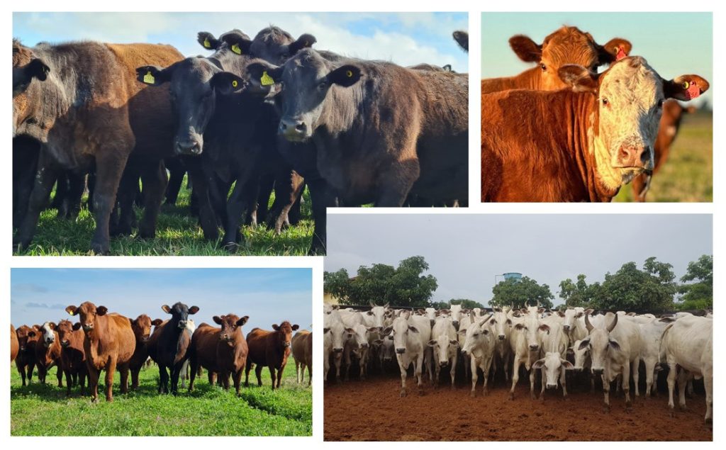 Images of Brazilian beef cattle.