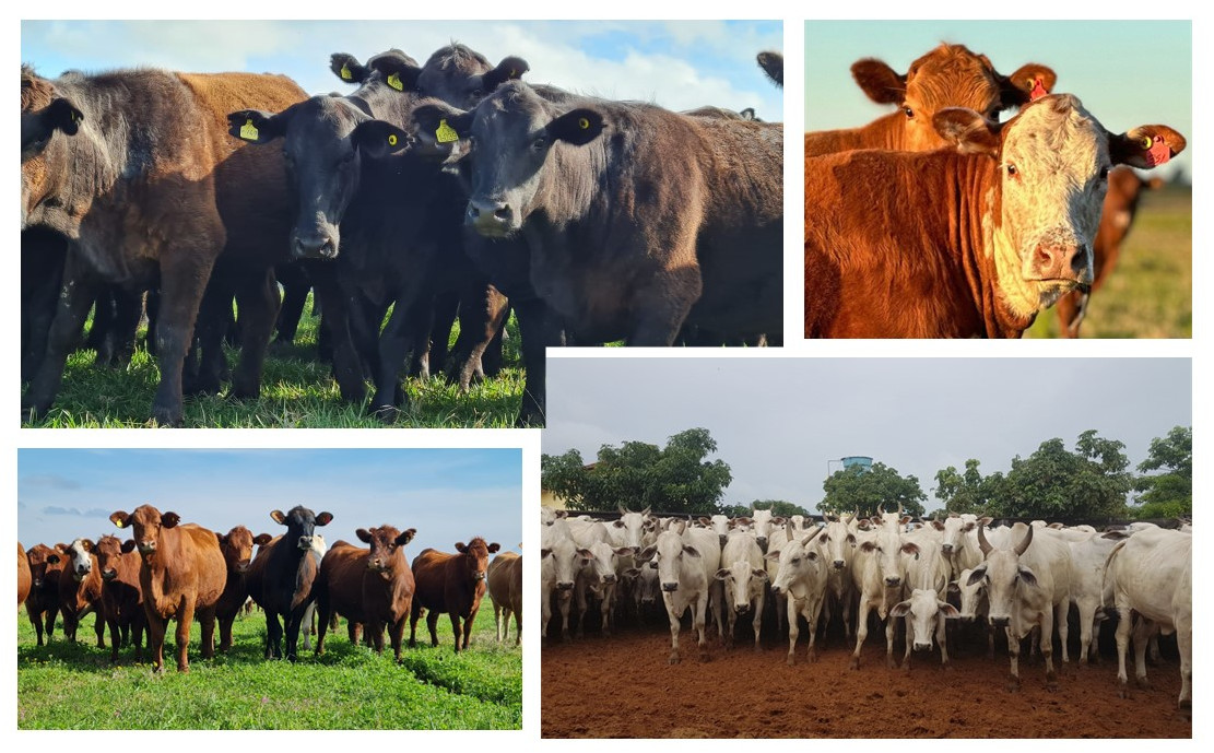 Brazilian Beef Cattle Industry and it's Heat Stress Challenges and ...