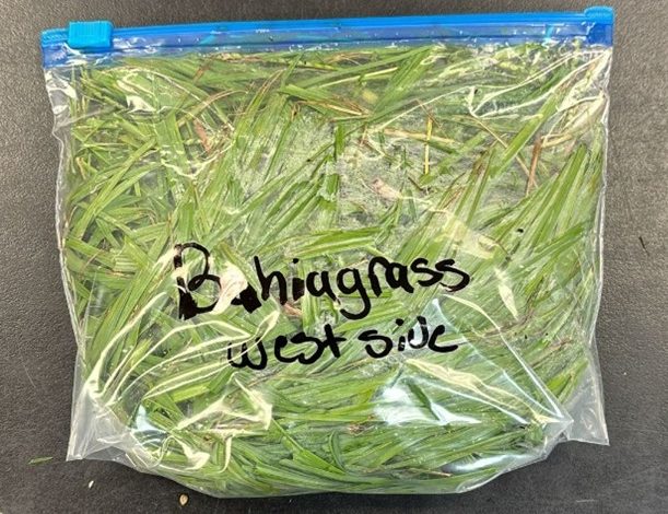 Fig 2 A: This is an example of a good pasture grass sample.