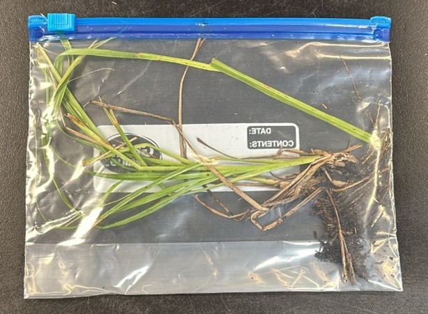 Quart size Ziploc that has a small sample with roots and soil attached. 
