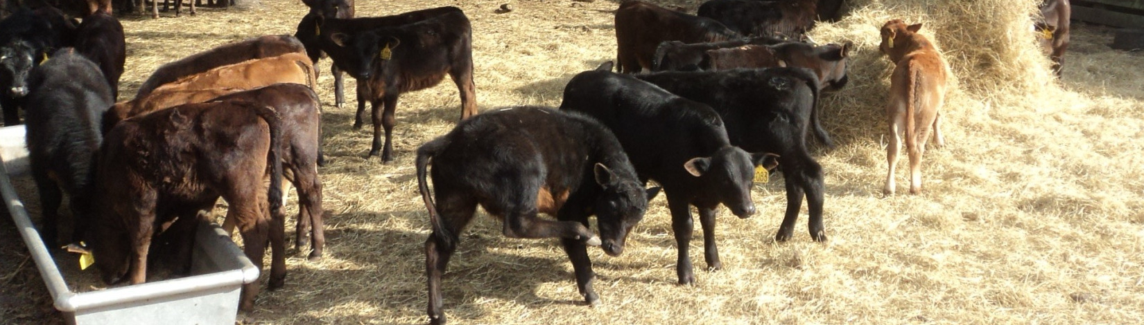 Beef calves eating supplement in a hay covered pen.
