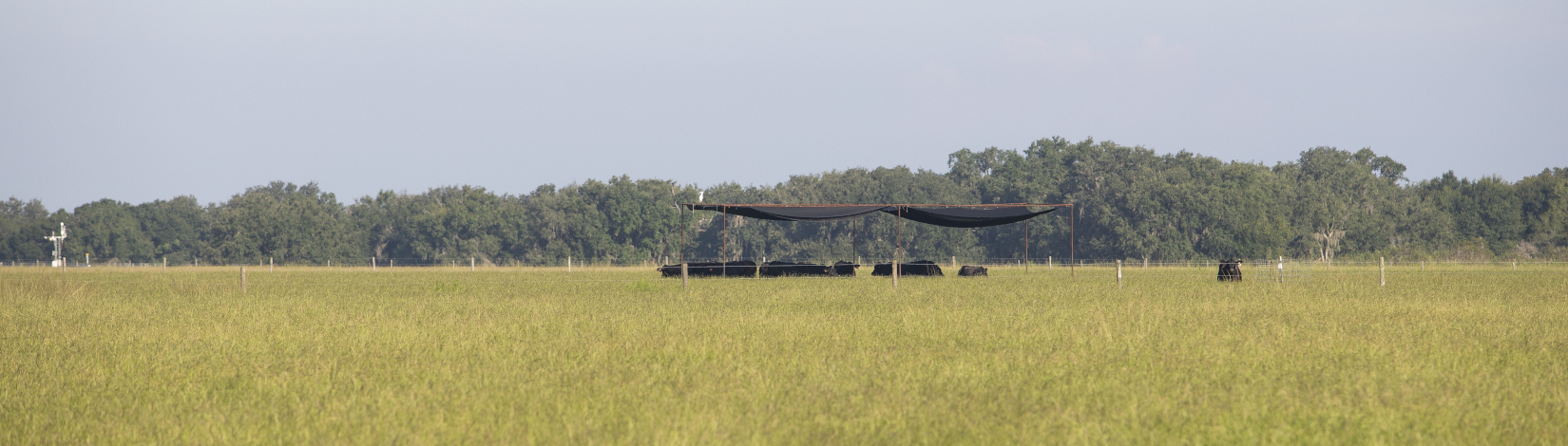cattle standing under shade in pasture