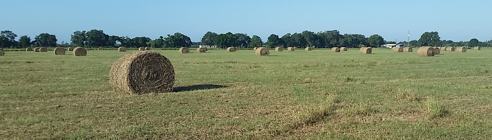 Pasture with hay bales.