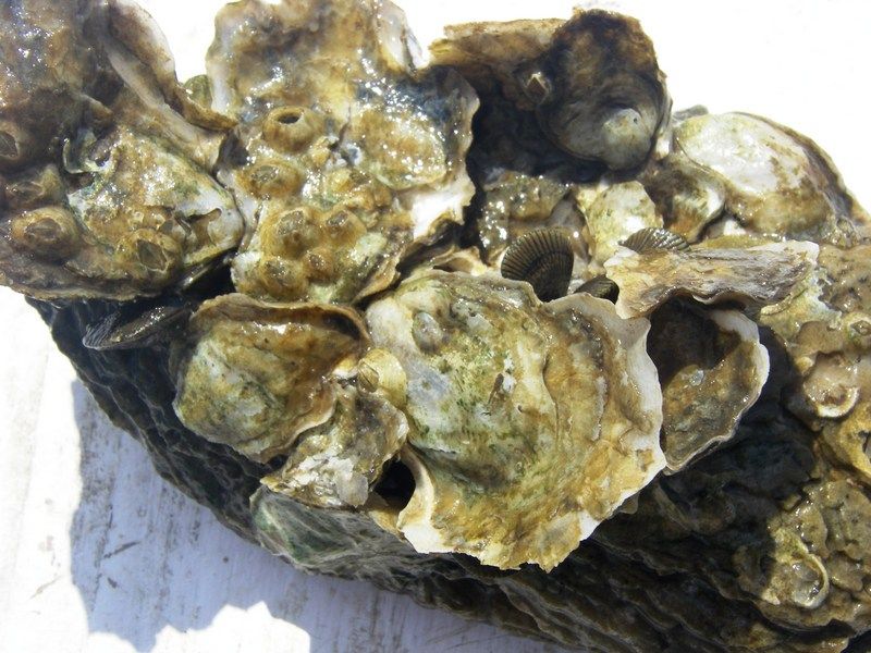 Projects Enhancing Oysters in the Pensacola Bay System UF/IFAS Extension Santa Rosa County