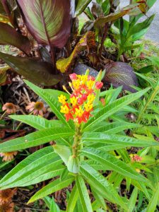 Tropical milkweed flower