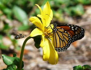 Silphium, bee, monarch)