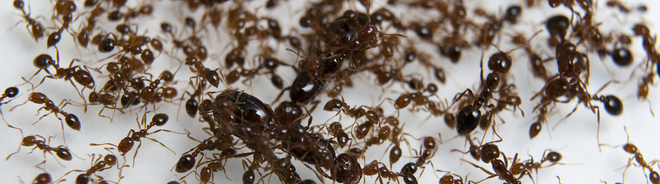 Rover Ants In Your Neighborhood Uf Ifas Extension Sarasota County