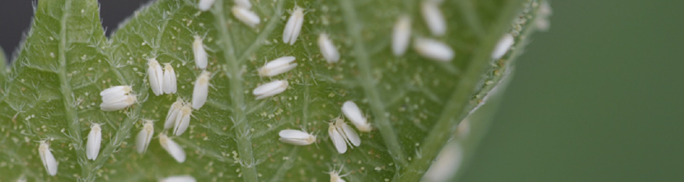 I spy... whitefly! - UF/IFAS Extension Sarasota County