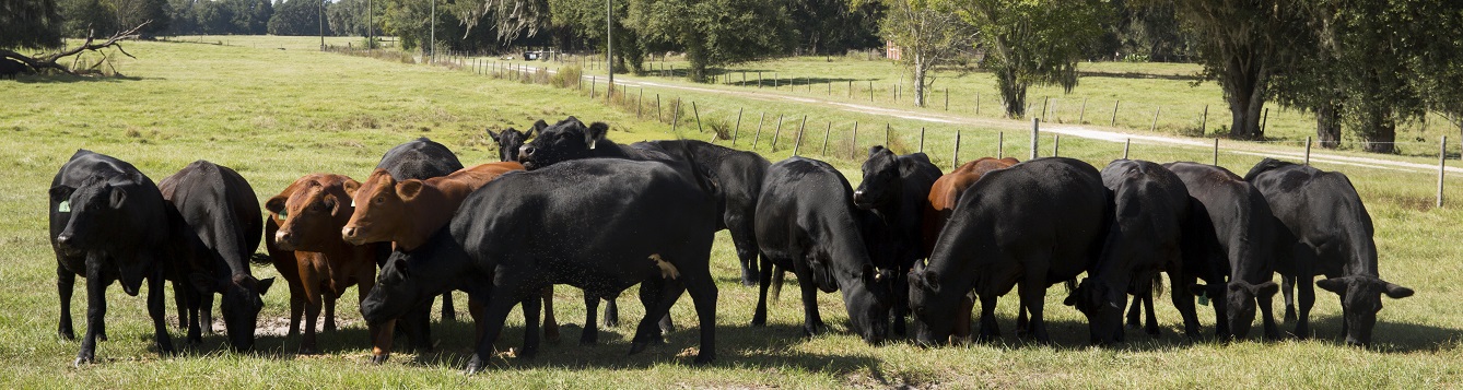 beef cattle graze in a pasture