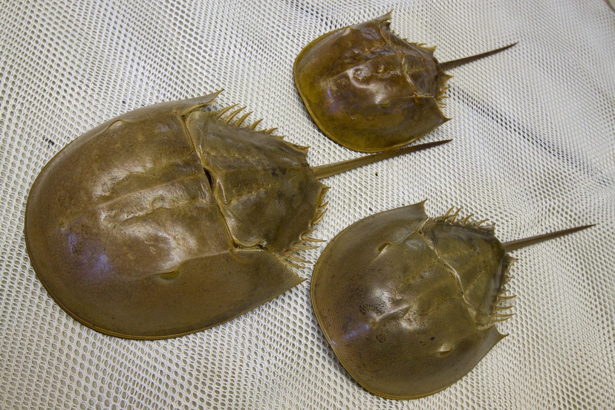 Volunteers needed for horseshoe crab project UF/IFAS Extension