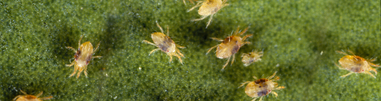 a collection of twospotted mites on a green background. twospotted mites are a major pest on more than 200 species of plants