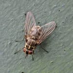 Stable fly