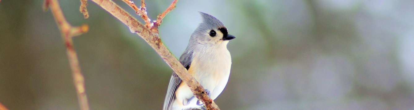 tufted titmouse on a branch