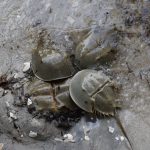 horseshoe crabs along shoreline