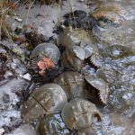 horseshoe crabs clustered along shore